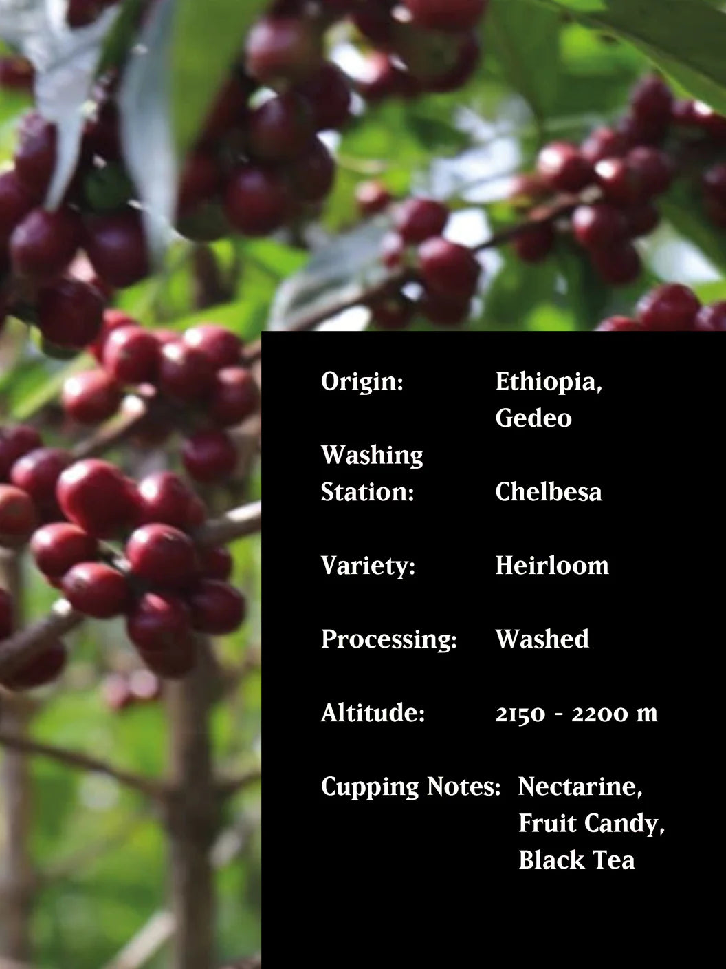 MVSM - ETHIOPIA CHELBESA WASHED ( Omni ) 250G