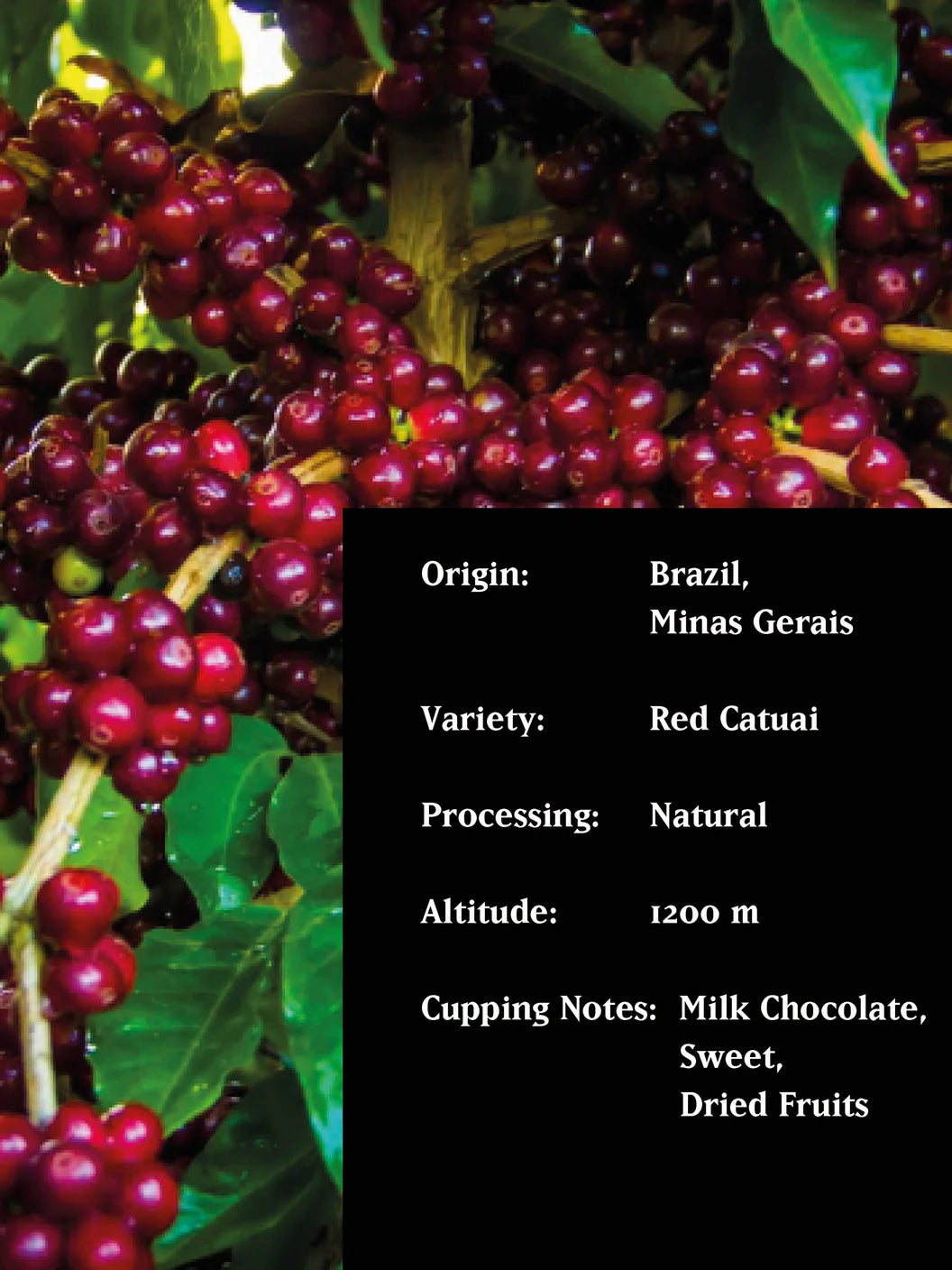 MVSM - SERRINHA BRAZIL NATURAL ( Omni ) 250G