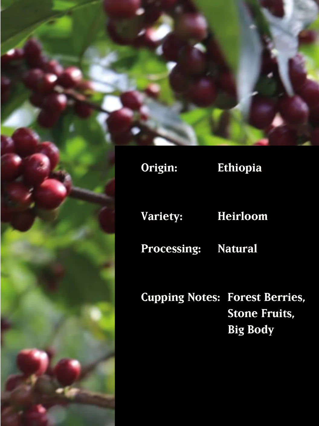 MVSM - ETHIOPIA SUPERNATURAL ORGANIC ( Omni ) 250G