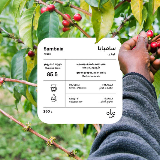 Piccolo - Brazil Samambaia 250g - البرازيل سامامبايا