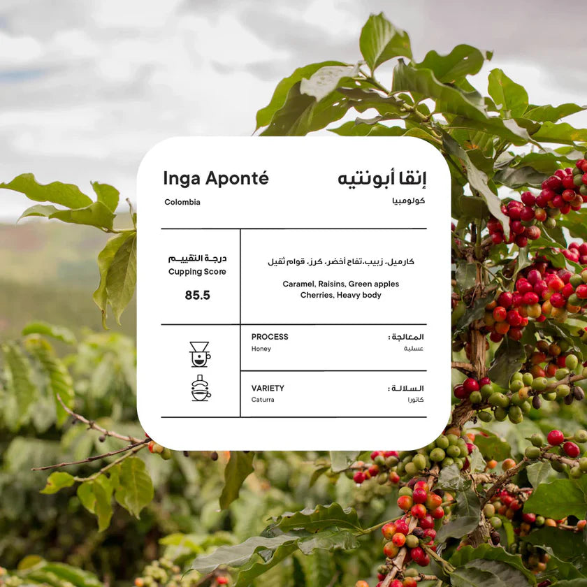 Piccolo - Colombia Inga Aponte Honey 250g - كولومبيا انقا ابونتيه عسلي